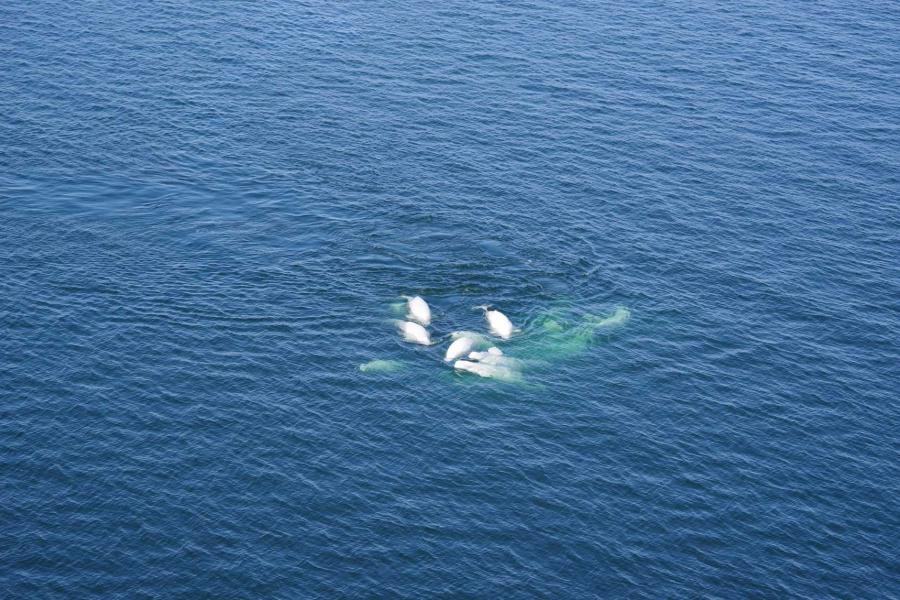 several belugas surfacing the water.