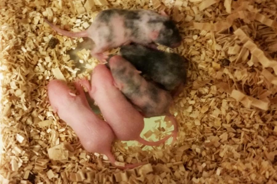 Group of baby mice in wood shaving bedding.