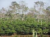 Tea gardens east central Bangladesh