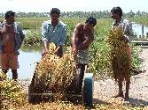 Pokkali workers involved in threshing operation