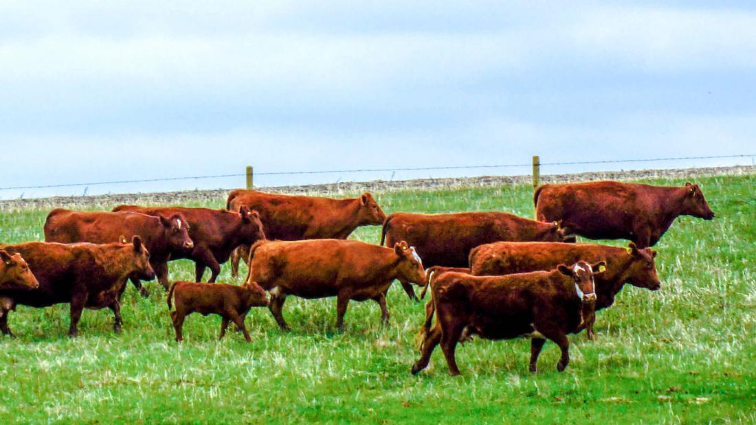 herd of cattle in field