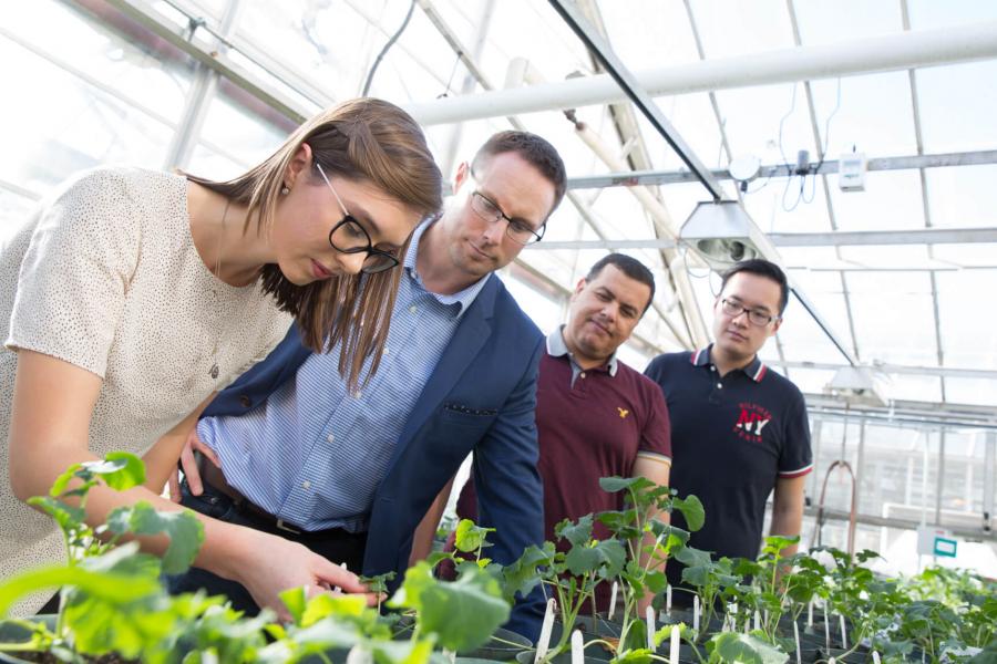A group of four researchers inspect canola plants inside a greenhouse. 