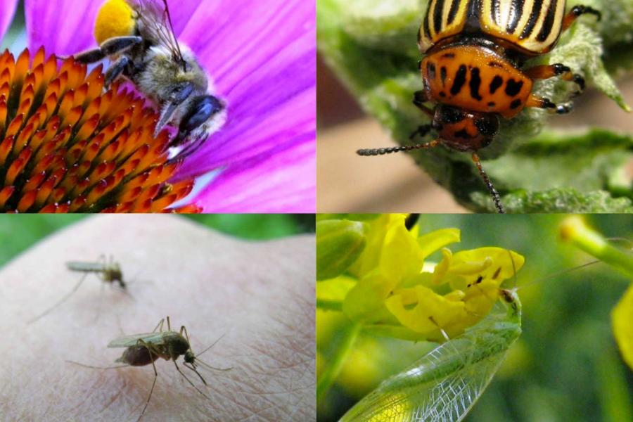 A four-image collage showing close-ups of a bumble bee, a potato beetle, a mosquito, and a green cicada.