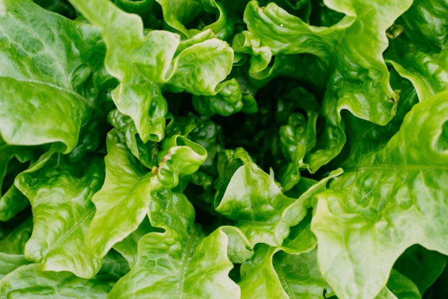 Closeup of lettuce leaves.