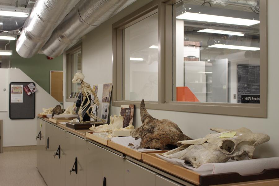 Various bones in the Near Eastern and Biblical Archaeology Lab 