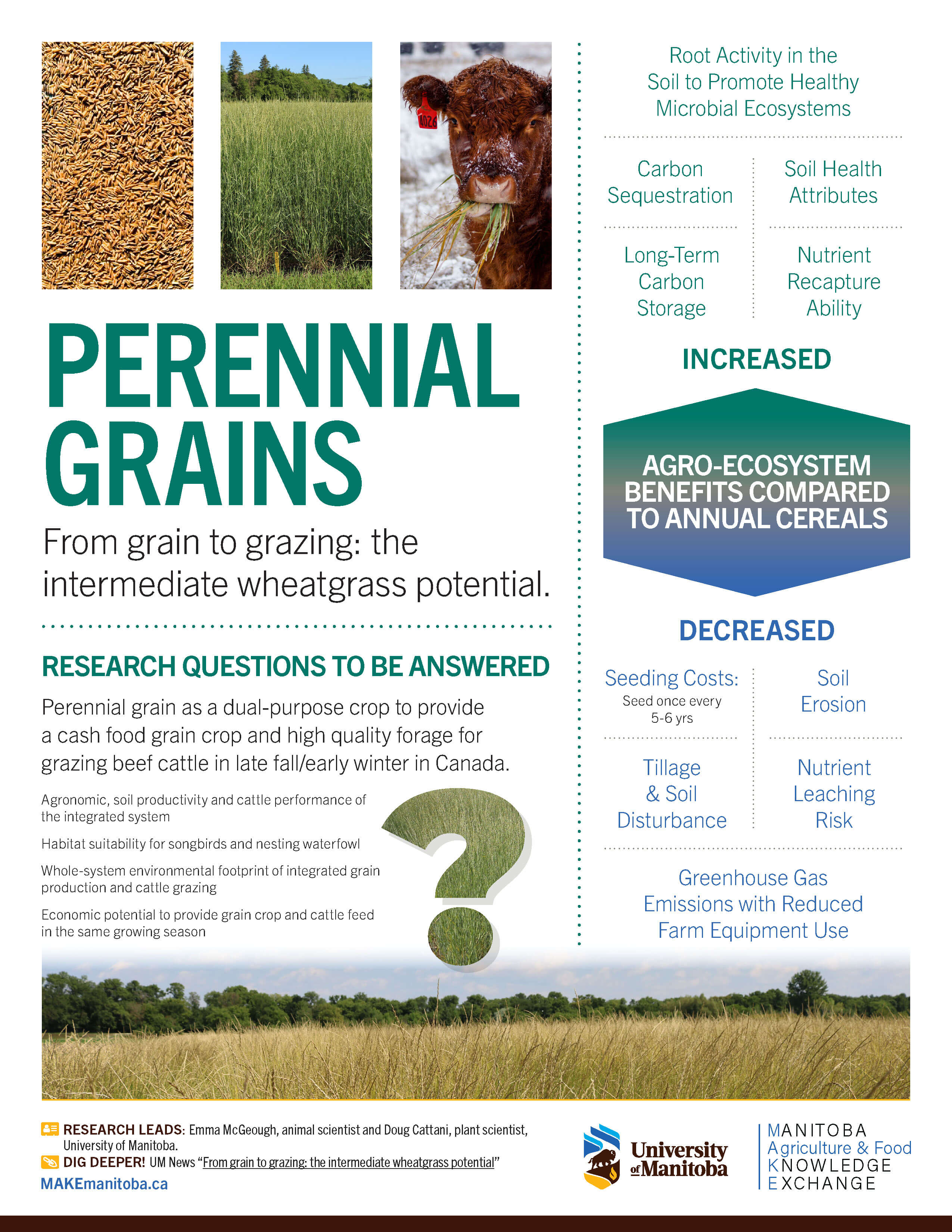 MAKE infographic intermediate wheatgrass potential