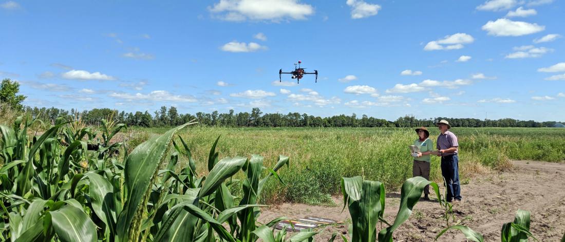 Two people flying a drone over a crop. 