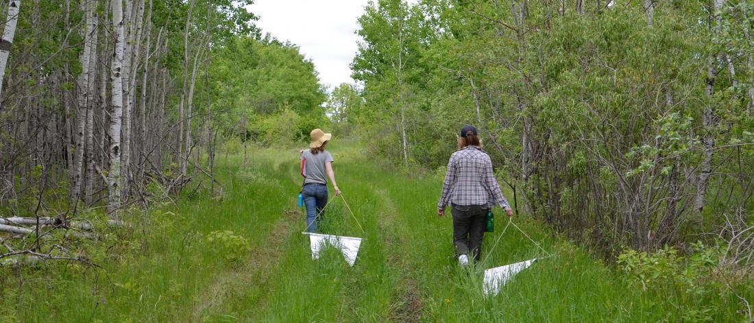 Students collect ticks in wooded area using drag sheets.