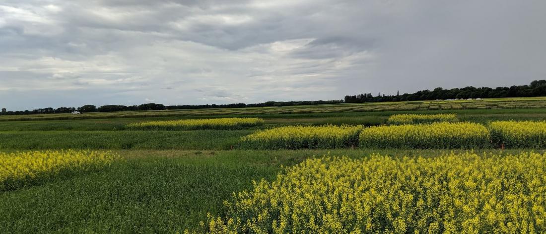 Plots in the cover crop study with flowering mustard plants.