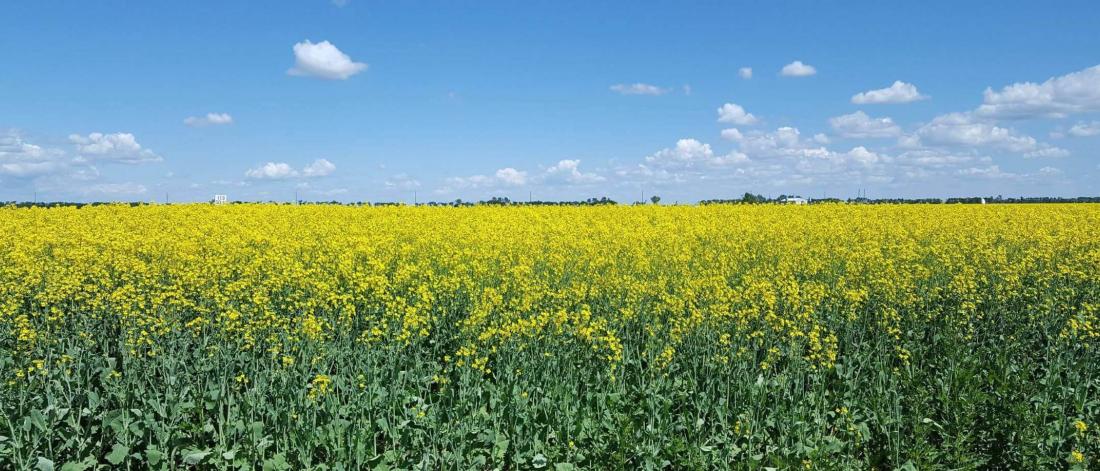A yellow field of flowering canola.
