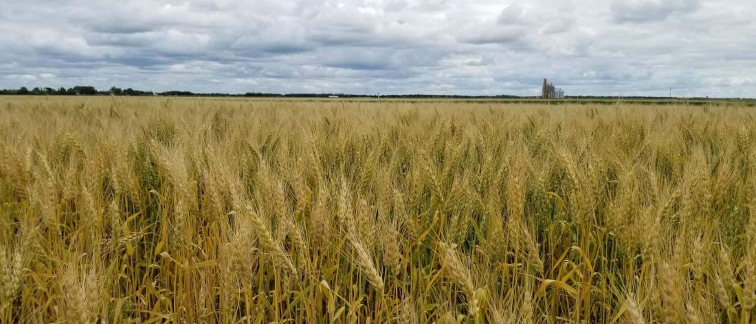 Plot of mature wheat and a grain elevator in the distance.