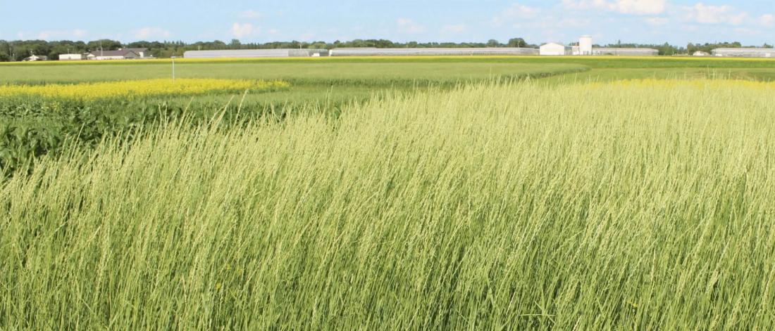 Plot of kernza with plots of canola in the background.