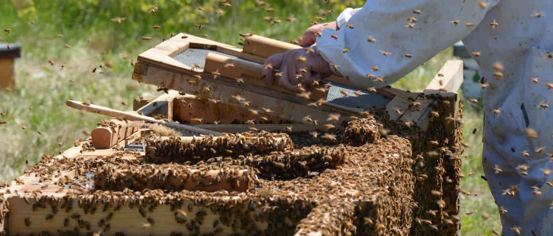 Beekeeper handling a hive of honey bees.