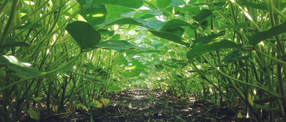 A close-up of soybean plants.