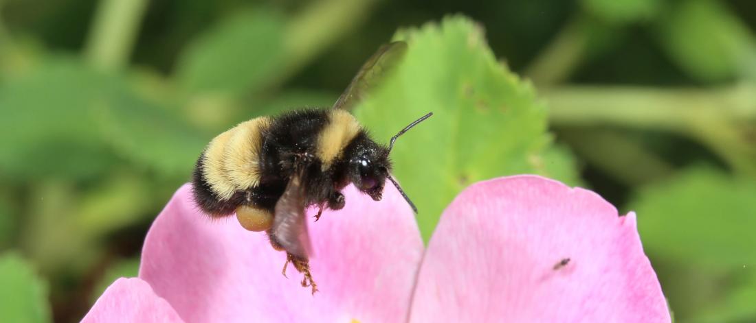 A bumblebee queen visits a pink flower.