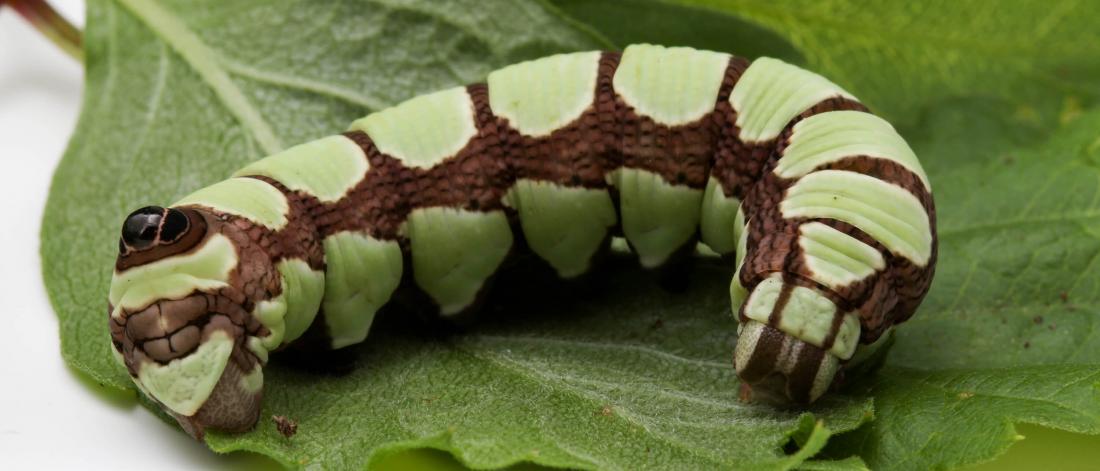 A green and black caterpillar sits on a leaf.