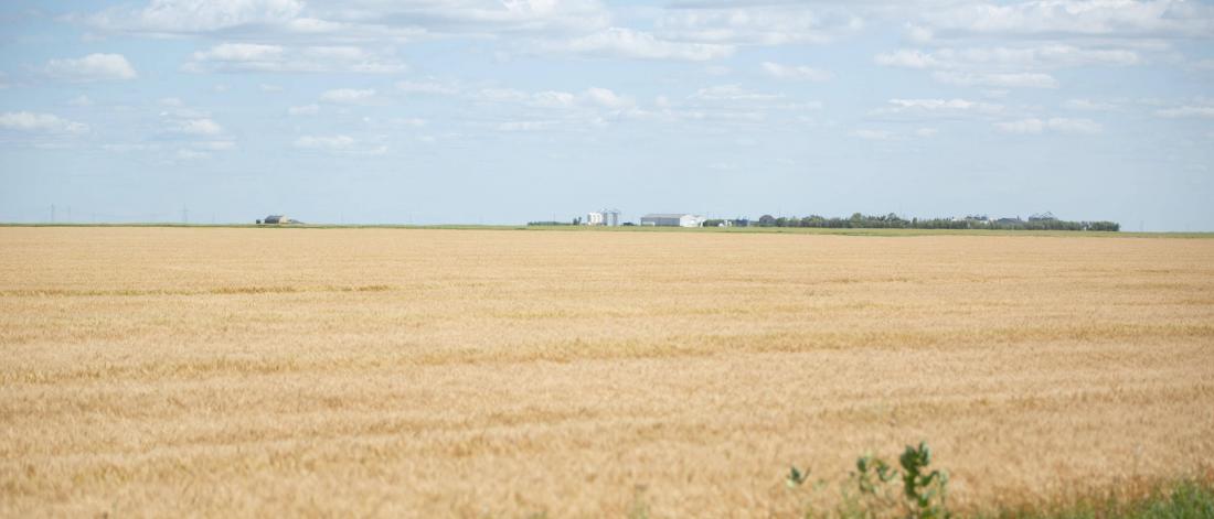 A field of golden wheat under a blue sky.