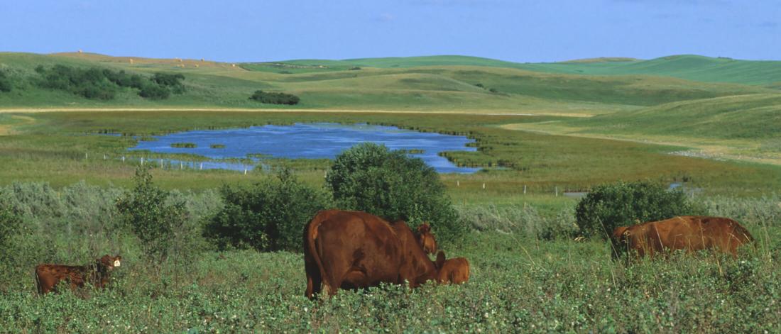 cattle grazing by a small lake