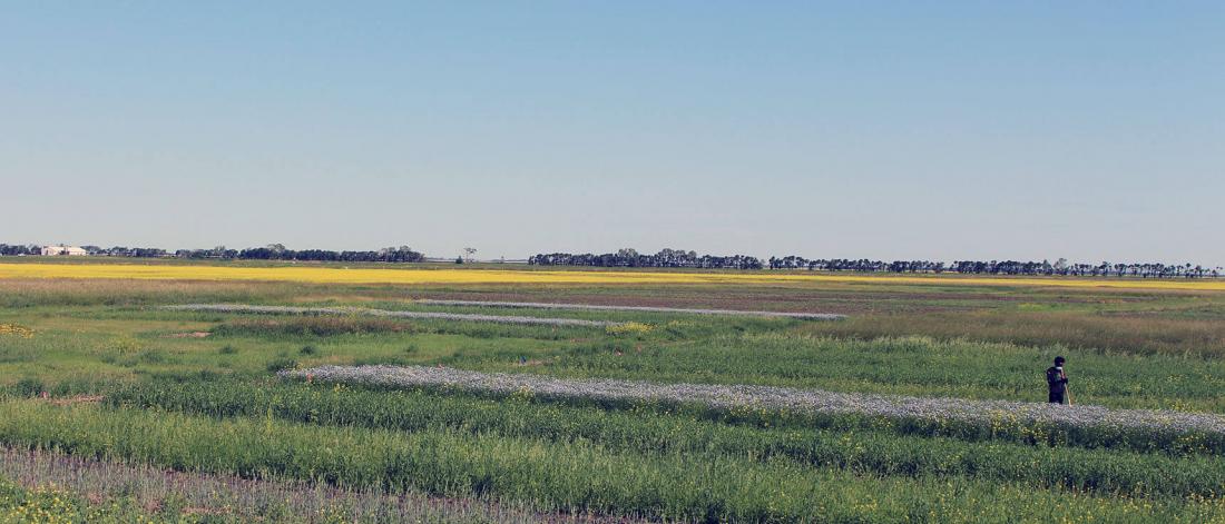 Glenlea long-term rotation study with purple flax and yellow canola flowering