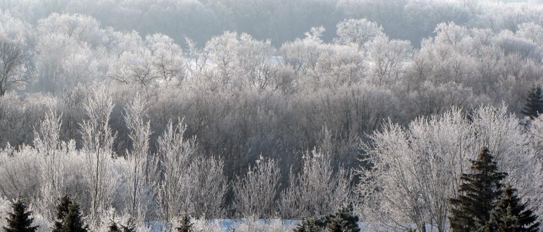 Frost covers trees along a river