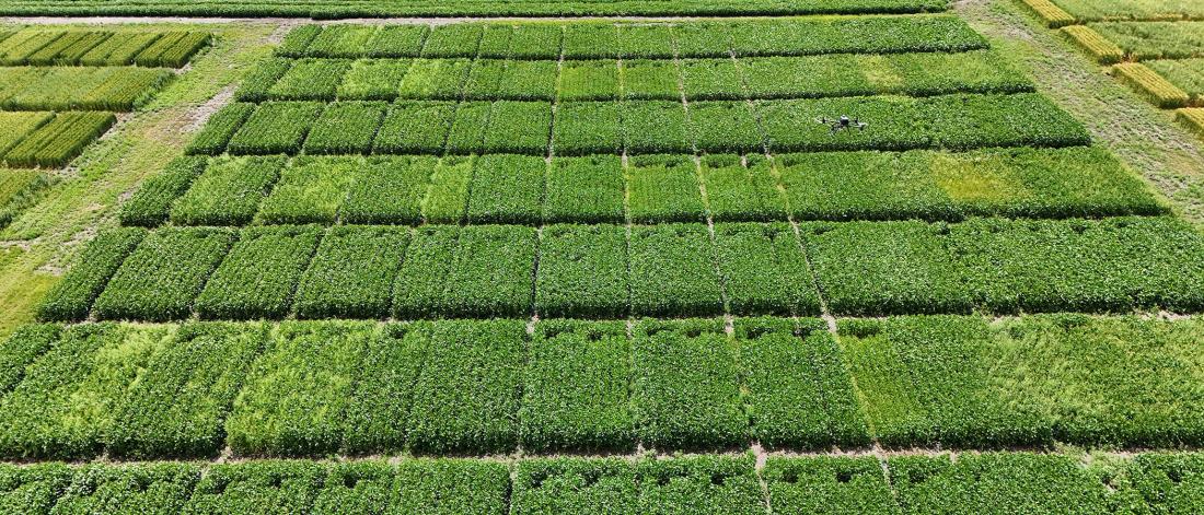 A drone flies over uniform beds of plants