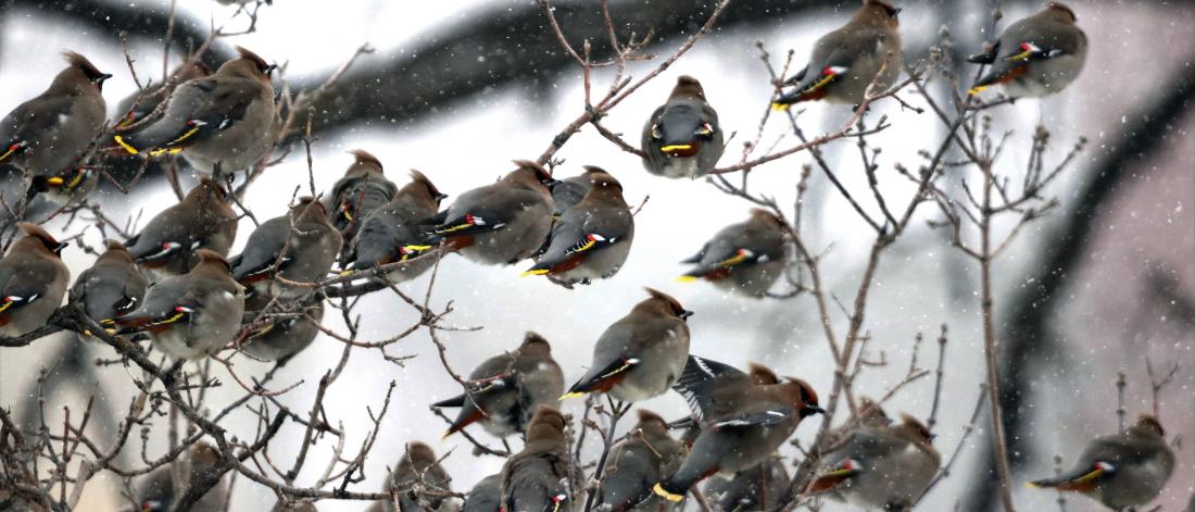 A flock of birds in tree branches during winter