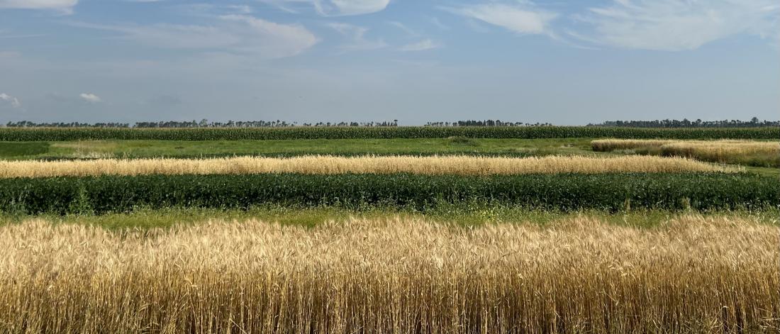 A landscape photo of wheat and other crops in the background with a blue sky