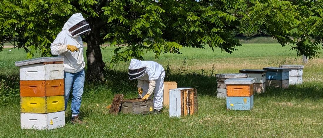 2 people in beekeeping outfits tend to bee boxes