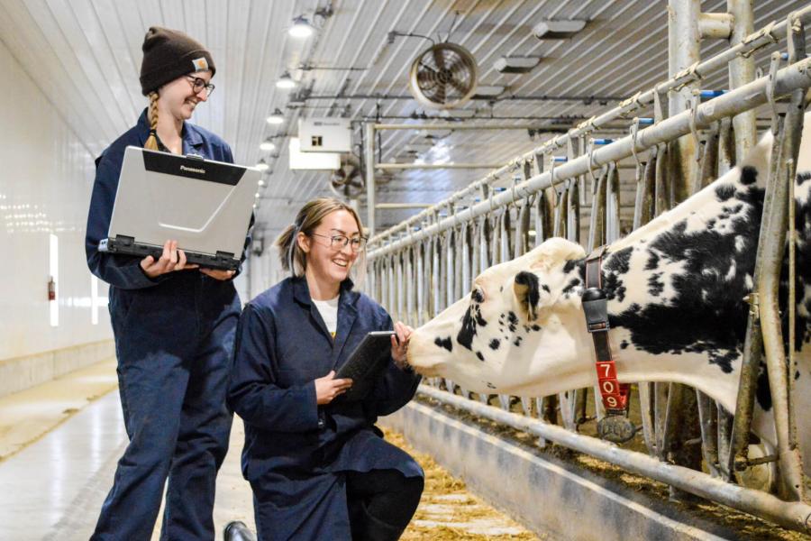 Two students working in a barn smiling as a curious dairy cow reaches towards them. 