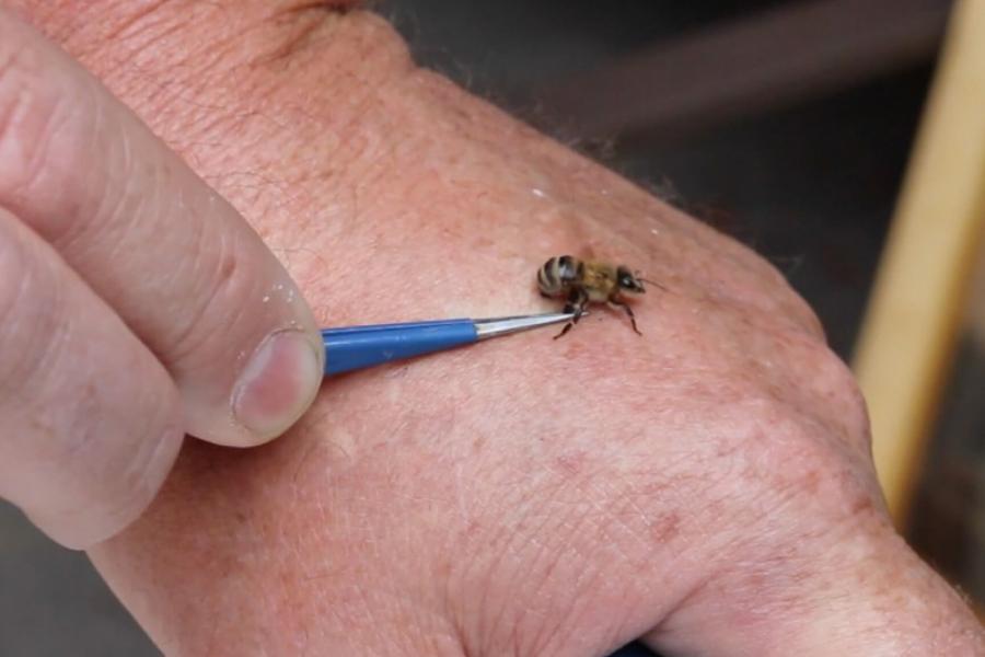 A bee sits on a persons hand while it is carefully removed with tweezers.