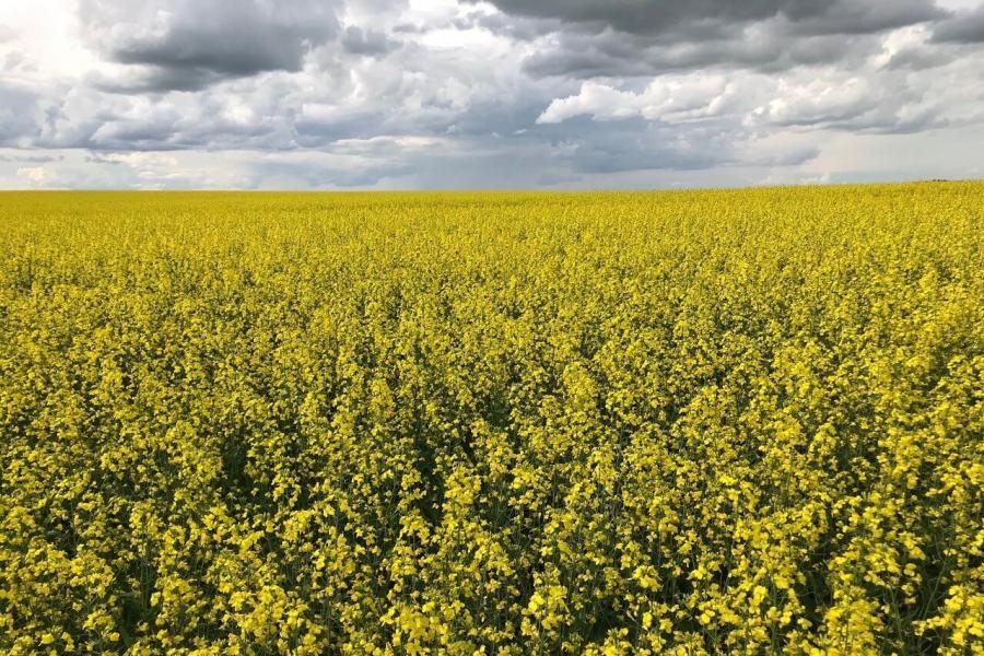 Field of canola in full bloom, set against a cloudy prairie sky.