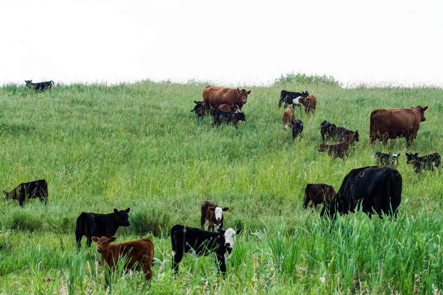 Cows and calves grazing on an open landscape.