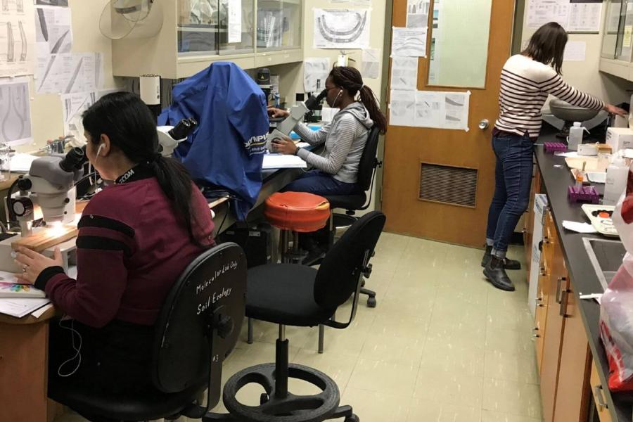 Graduate students preparing and inspecting soil samples in the lab, photo by Dr. Mario Tenuta.