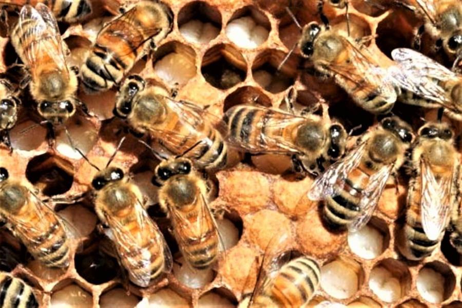 Bees in a honey comb.