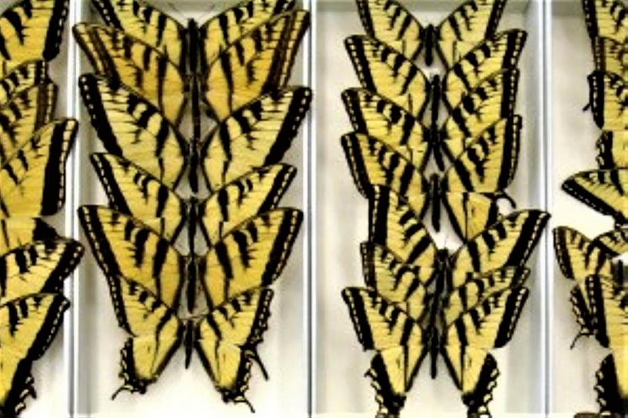 Rows of yellow and black butterflies on display tray.
