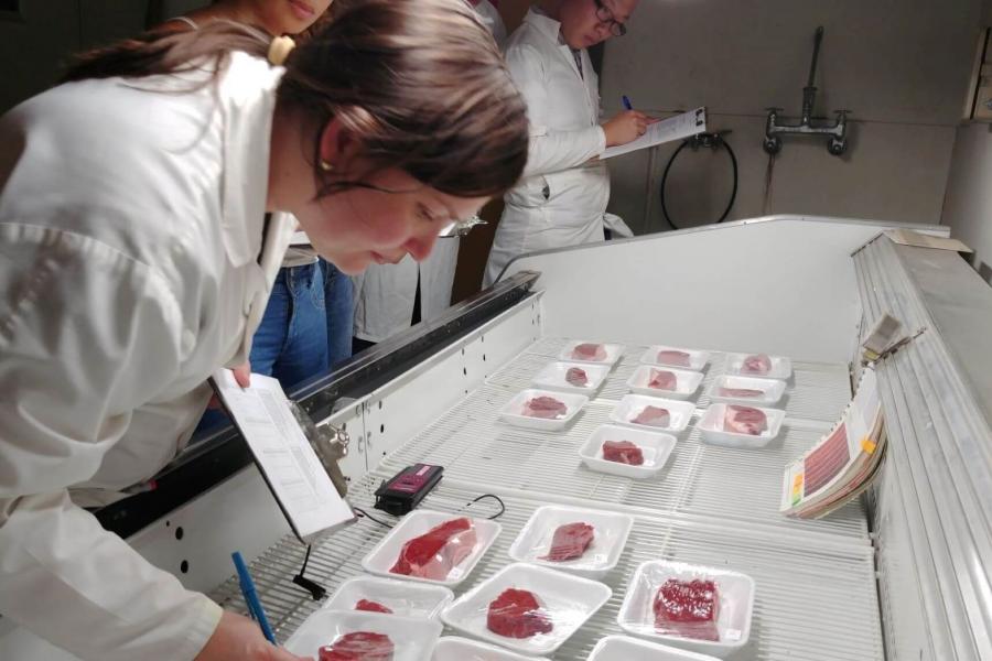 Woman conducting color evaluation of bison steaks under retail display conditions.