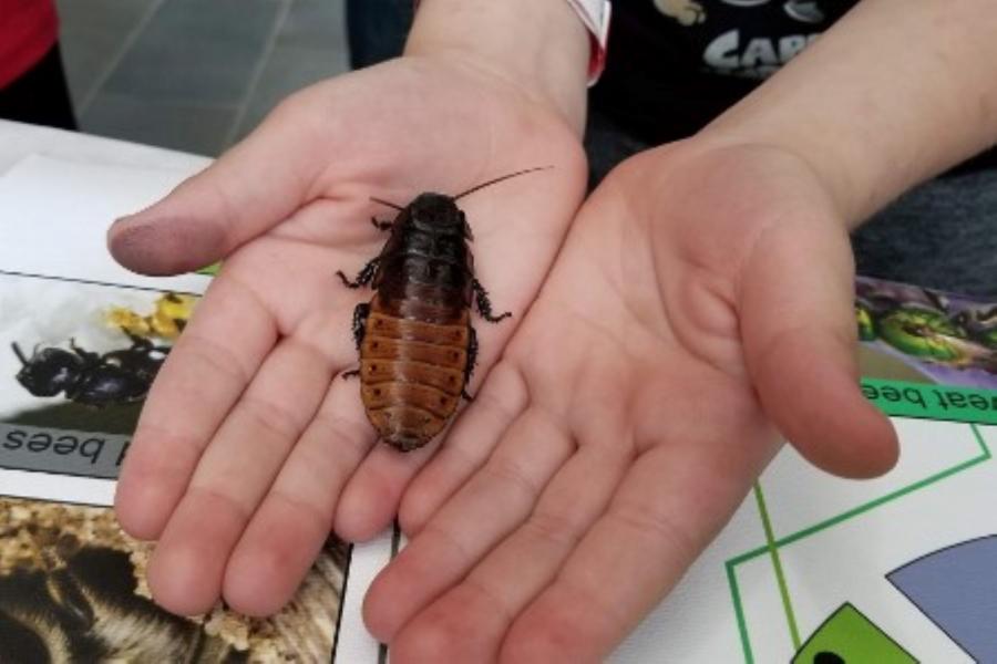 A very large cockroach on a human's palm.