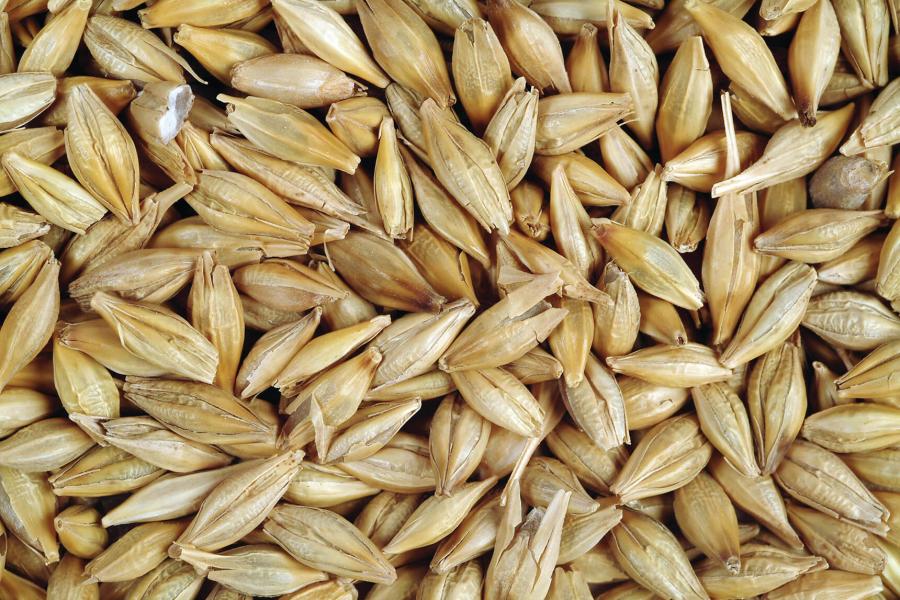 Barley seed