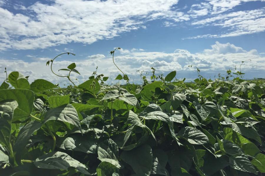 A soybean field