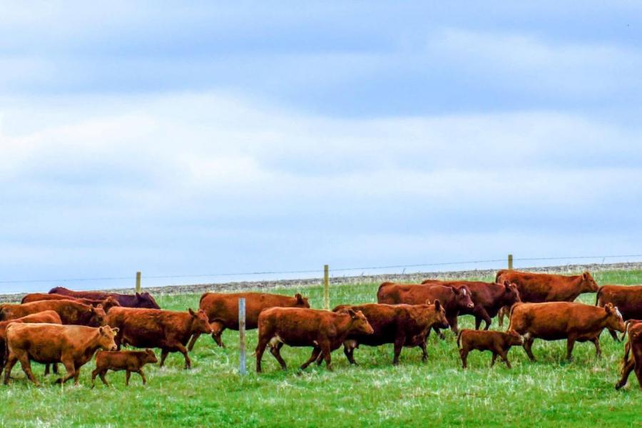 A herd of cattle in the field.
