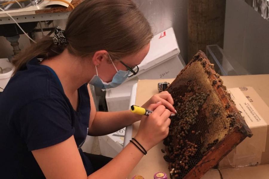 Student working with a tray of bees in The Bee Lab.