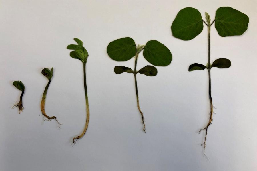 Progression showing plant root development.