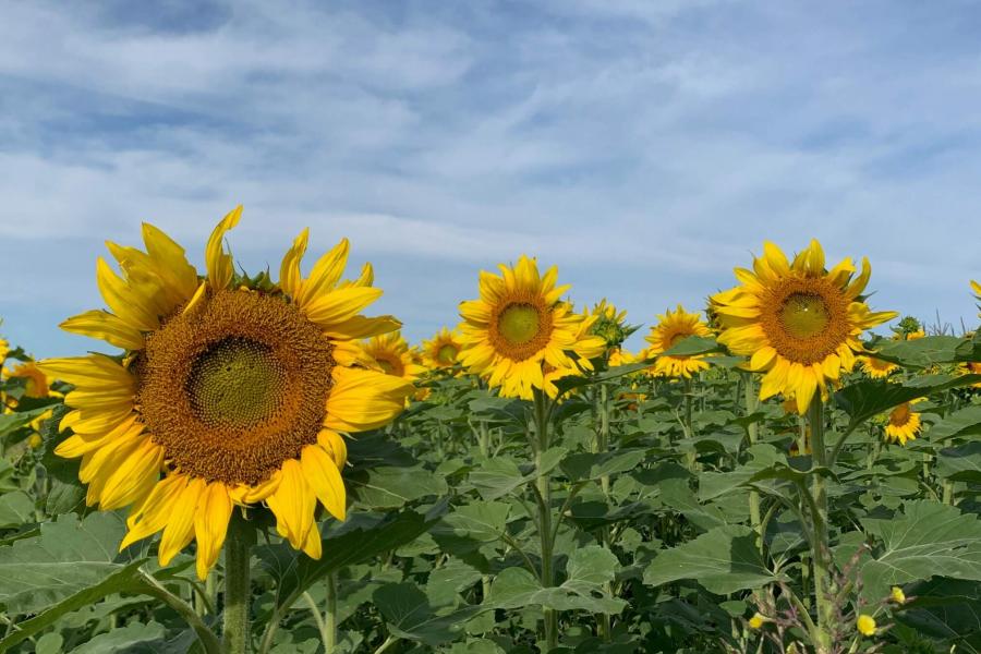 A plot of flowering sunflowers at the NGNT study in Carman Manitoba