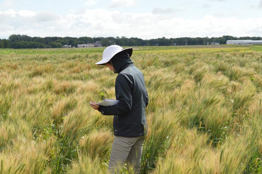 Student takes measurements in oat field.