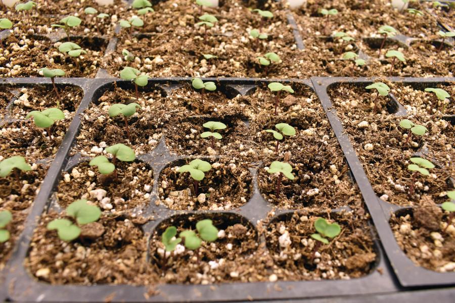 Seedlings in a growth chamber.