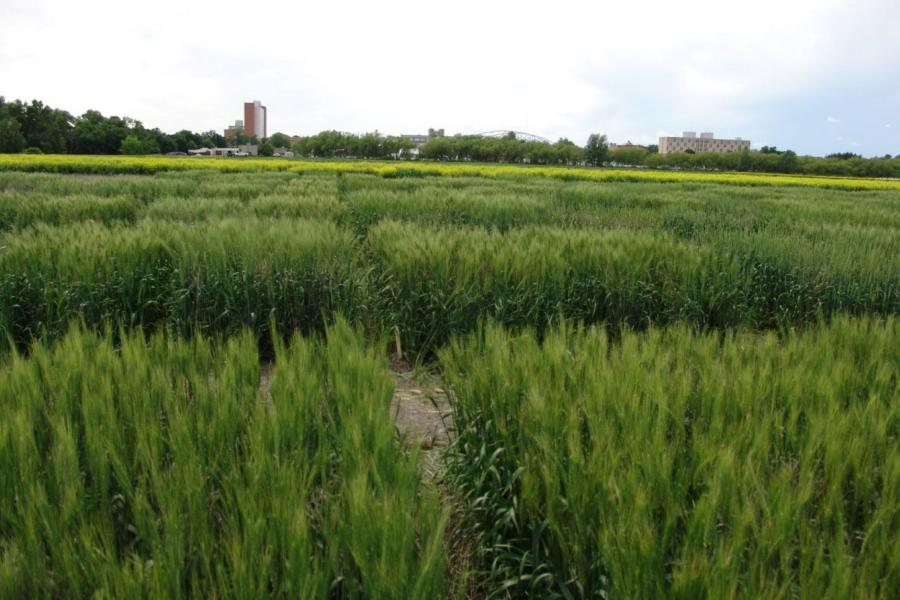 A look at field crops at The Point, University of Manitoba.