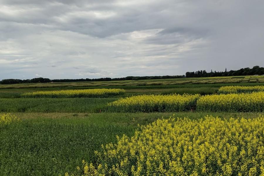 Plots in the cover crop study with flowering mustard plants.