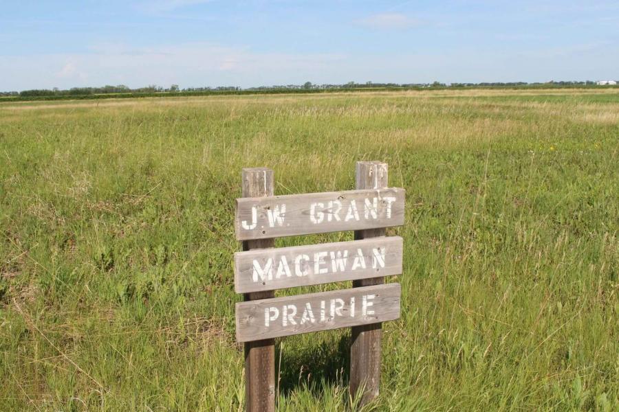 Native grassland field at the Glenlea rotation with a sign that says J.W. Grant MacEwan Prairie.