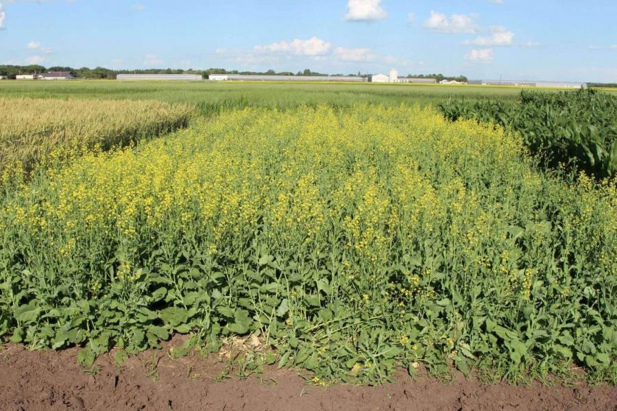 Plot of flowering canola.