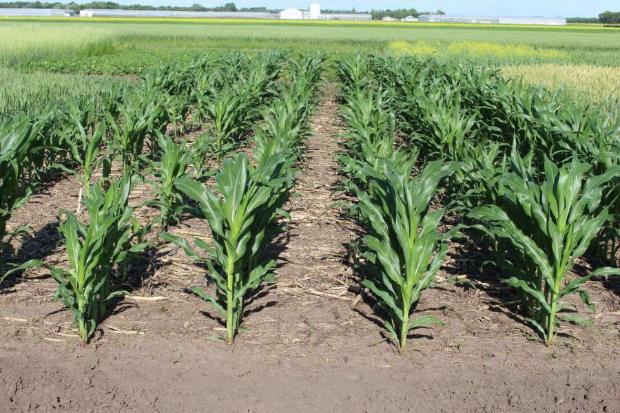 Plot with rows of green corn plants at the NGNT study in Carman Manitoba.